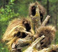 Porcupine 