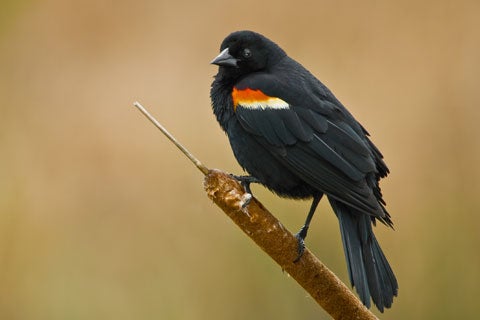 Red-winged Blackbird