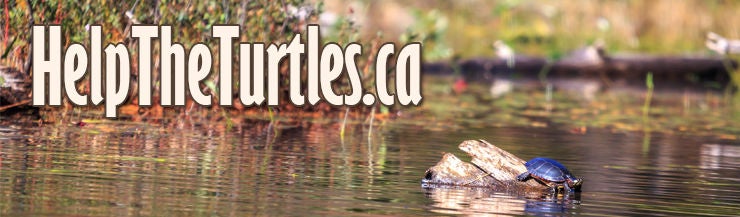 help the turtles header