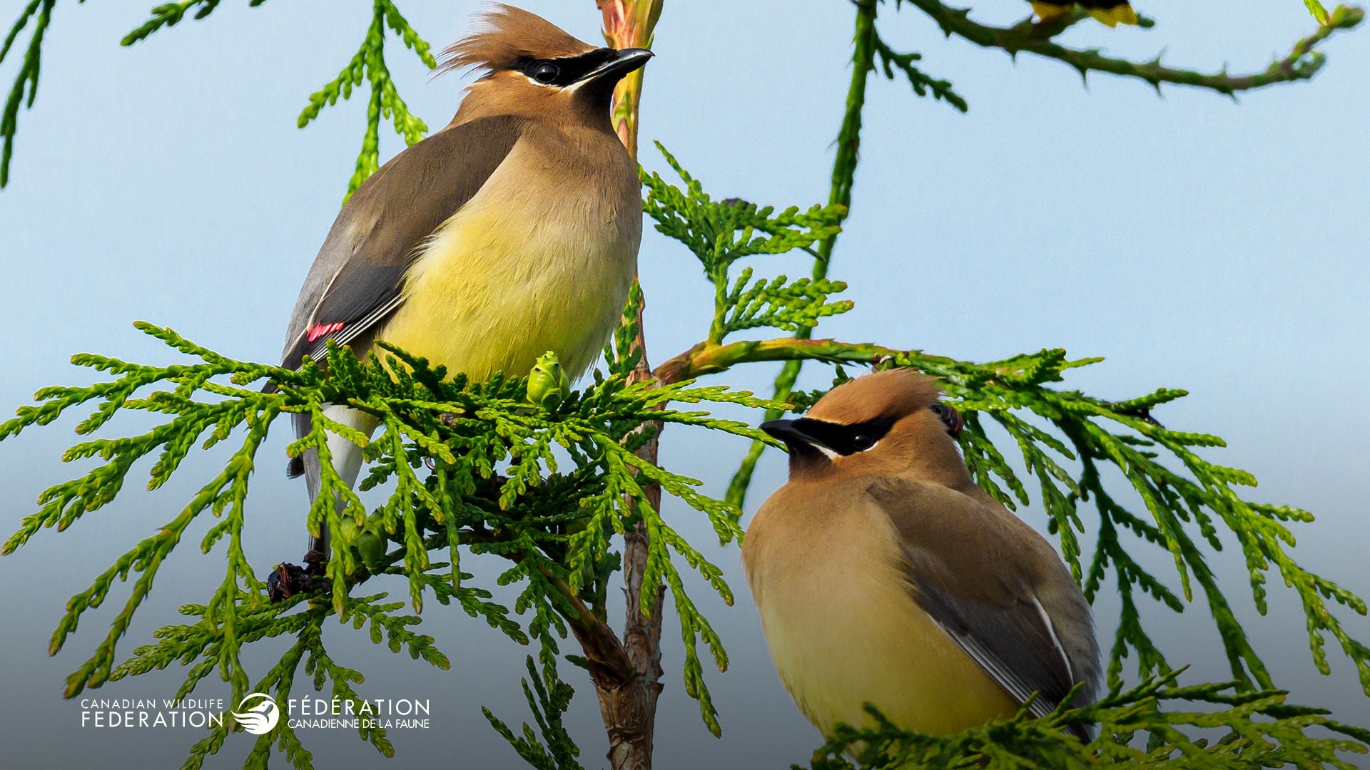 cedar waxwings birds