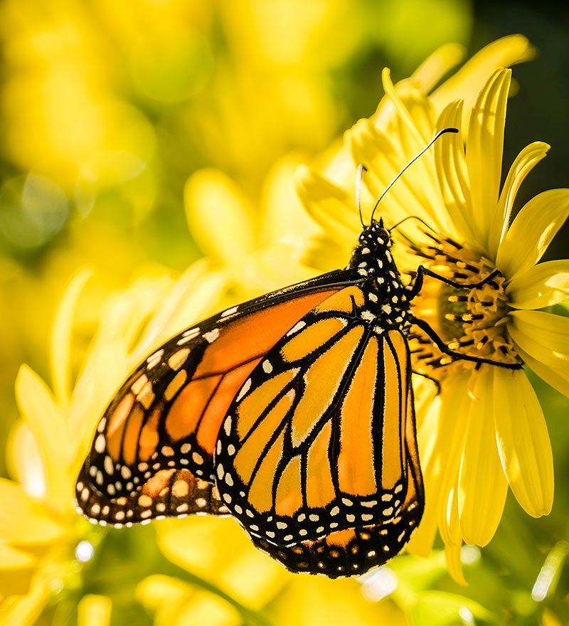 monarch butterfly on yellow flower