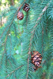 Spruces 
