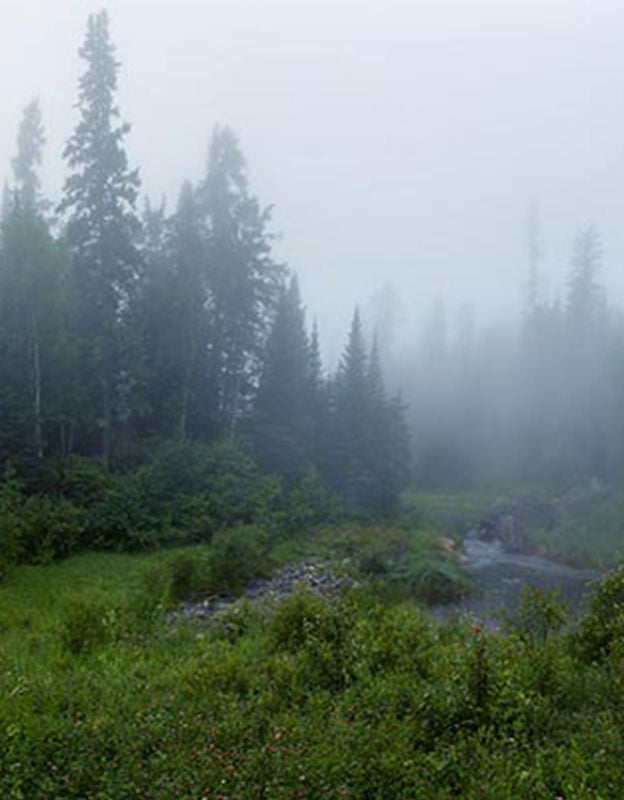boreal forest fog