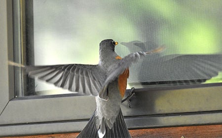 robin flying towards window