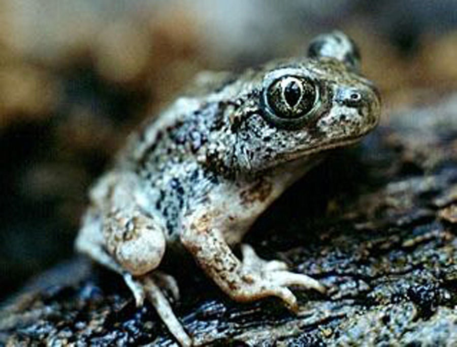 Spade foot toad