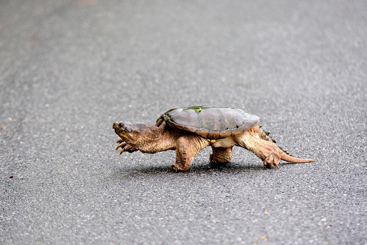 nesting blanding turtle