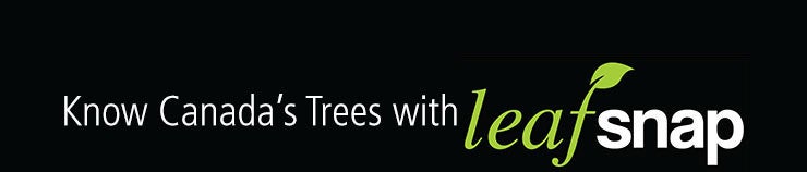 leafsnap header