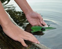Turtle on a leaf by the water