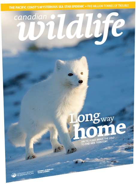Canadian wildlife magazine cover
