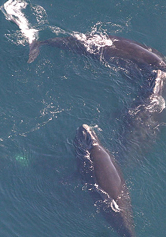right whales