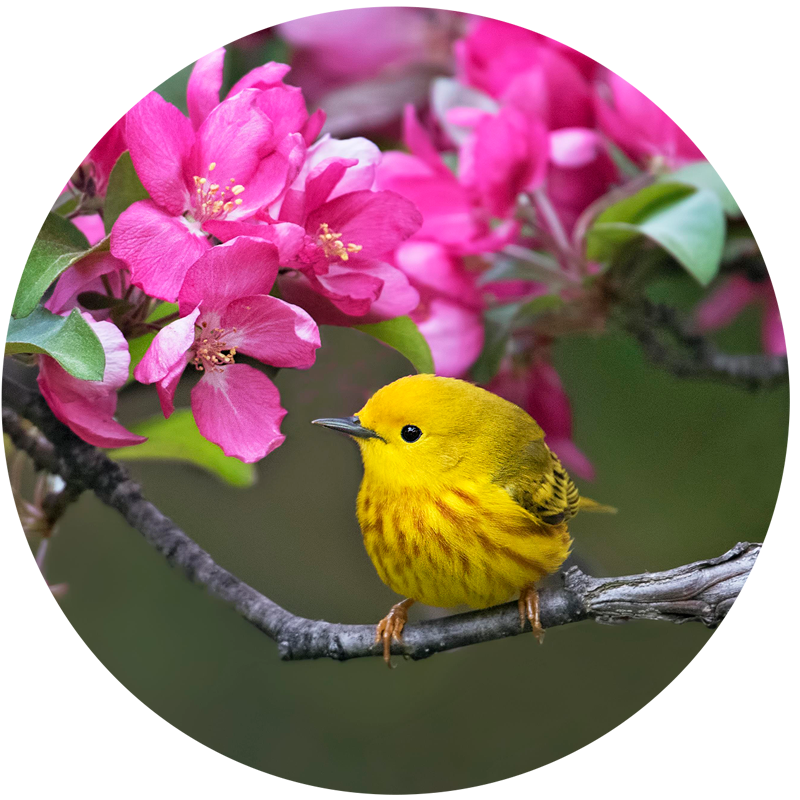 yellow warbler