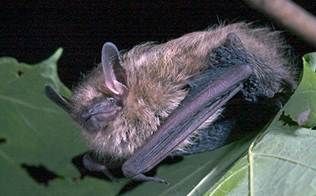 bat