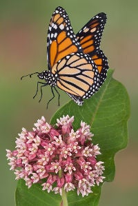 monarch's need milkweed to survive