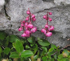 Pyrola asarifolia and Salix glauca