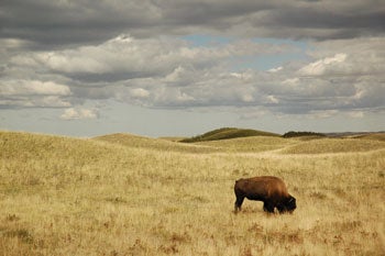 bison