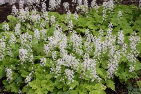 Field of Foamflower plants