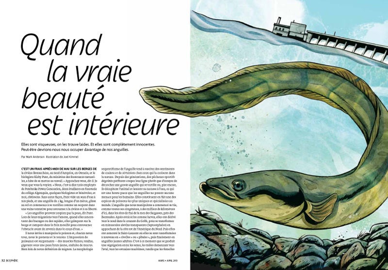 Article image with illustration of american eel