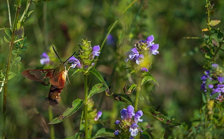 hummingbird on purple flowers