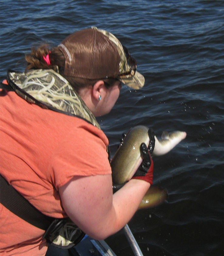 eel released into river