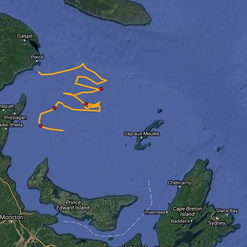 whale map from gliders