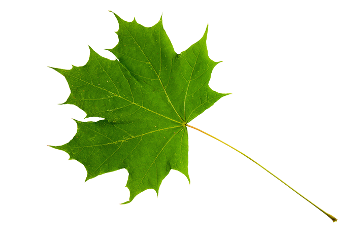 Green maple leaf