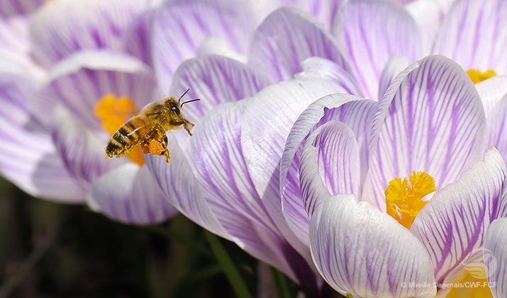 Crocuses and bees by Mireille Dagenais