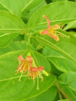 Northern Bush Honeysuckle