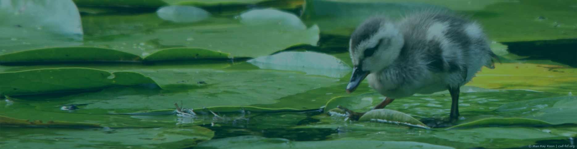 duckling on lily pads donate header lakes and rivers