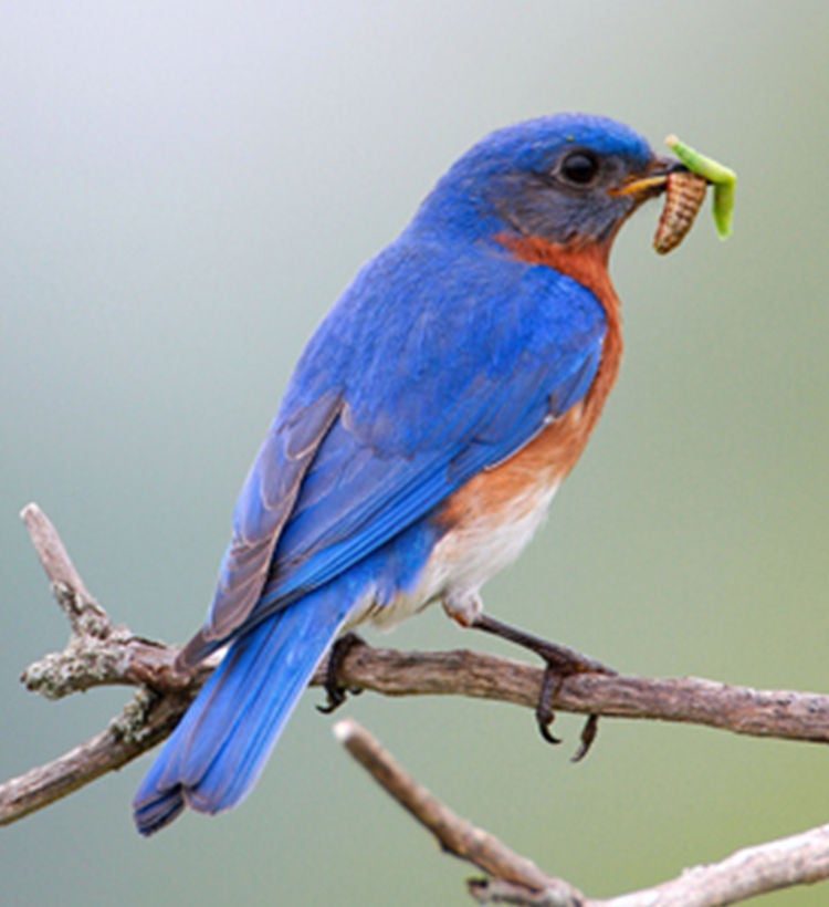 blue bird eating