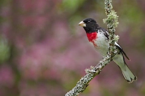 rose-breasted grosbeak - 480px