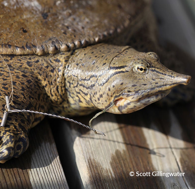 softshell fishing hook