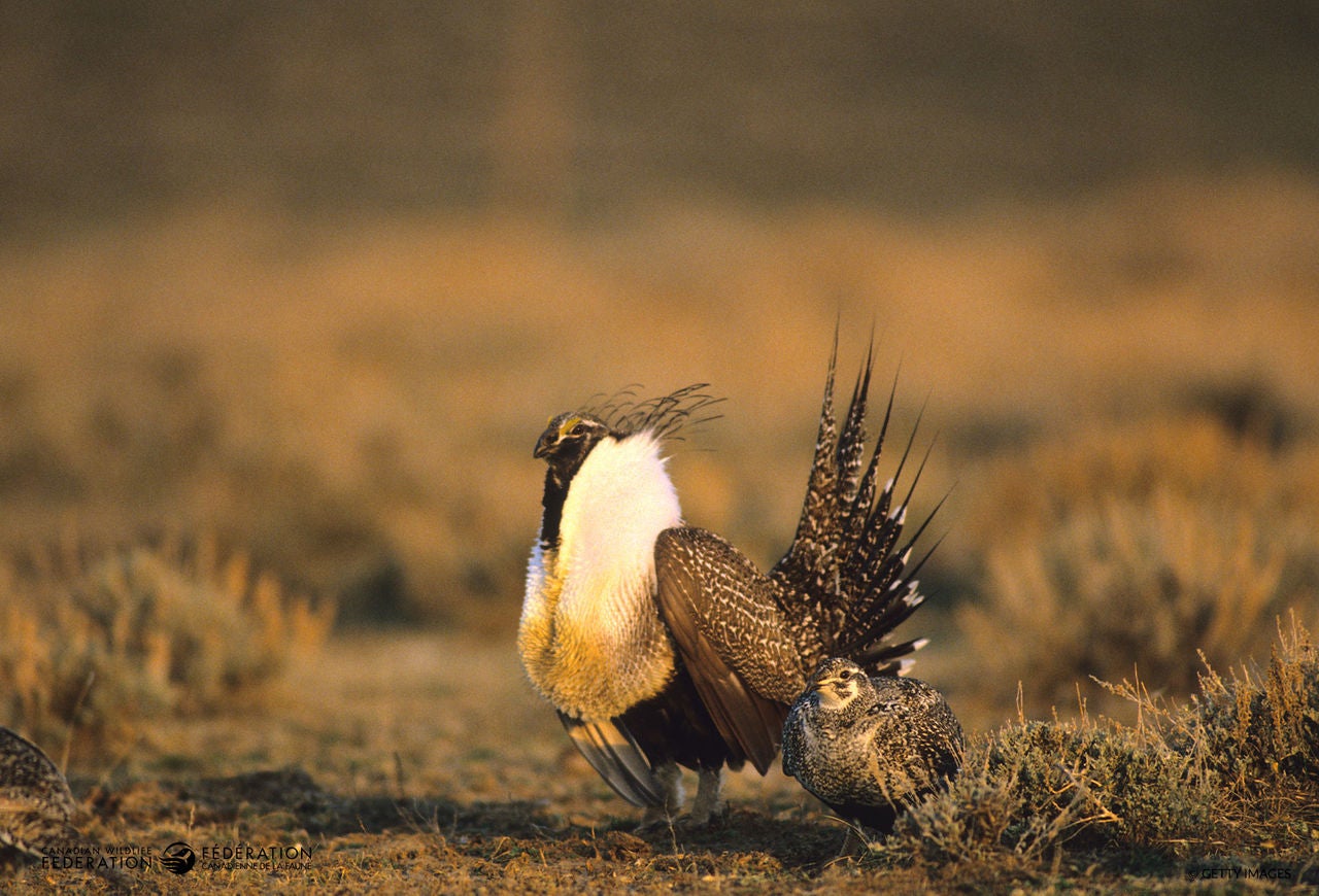 Sage grouse