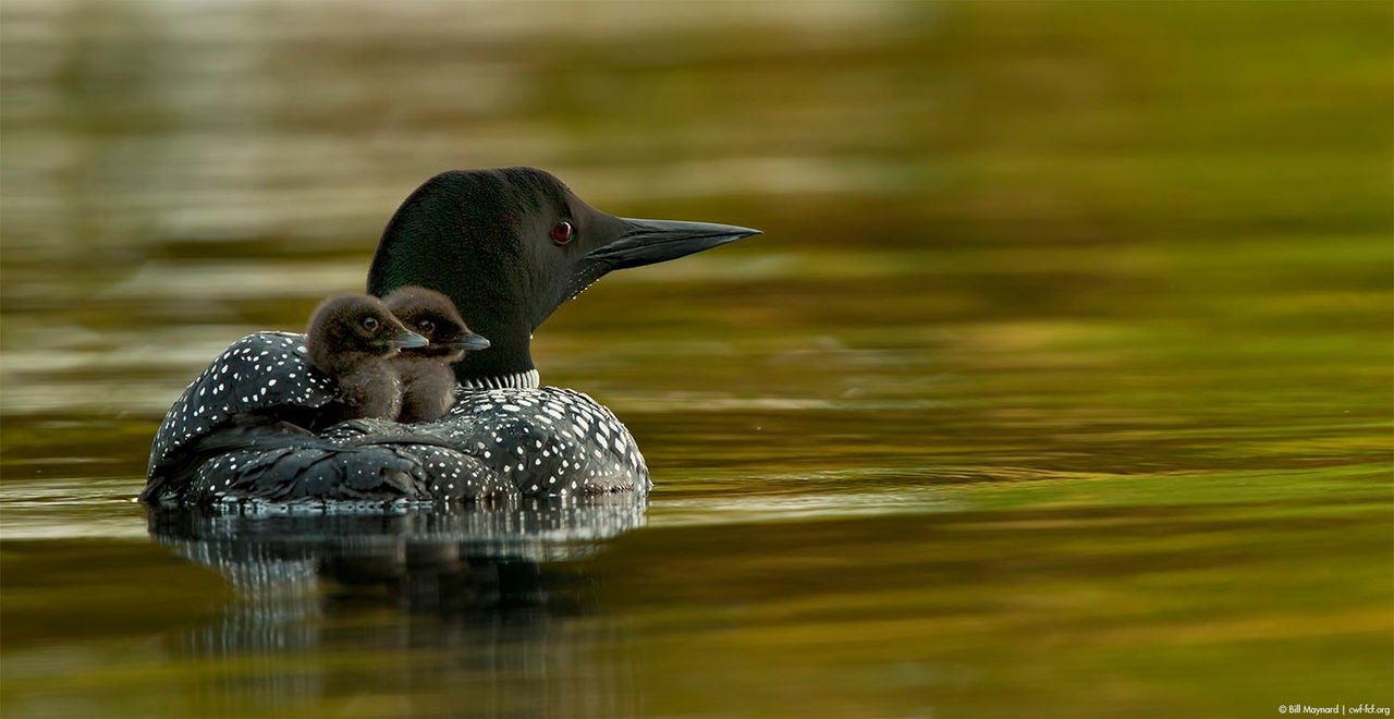 mom and baby loon