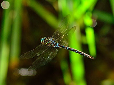 dragonfly flying