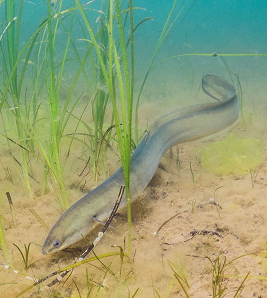 eel 