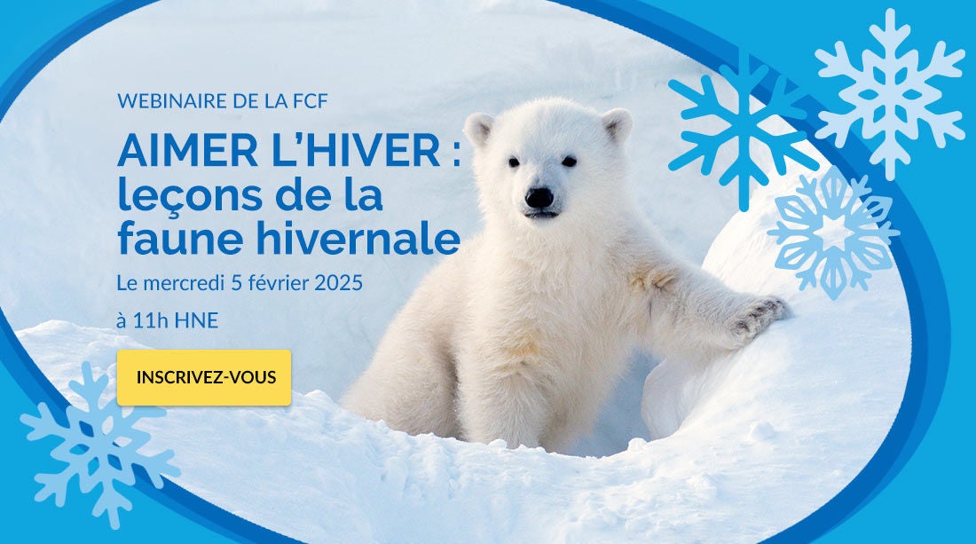 faune en hiver