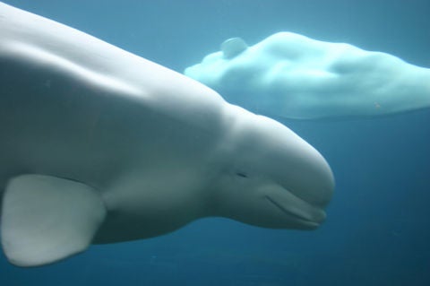 Beluga Whale