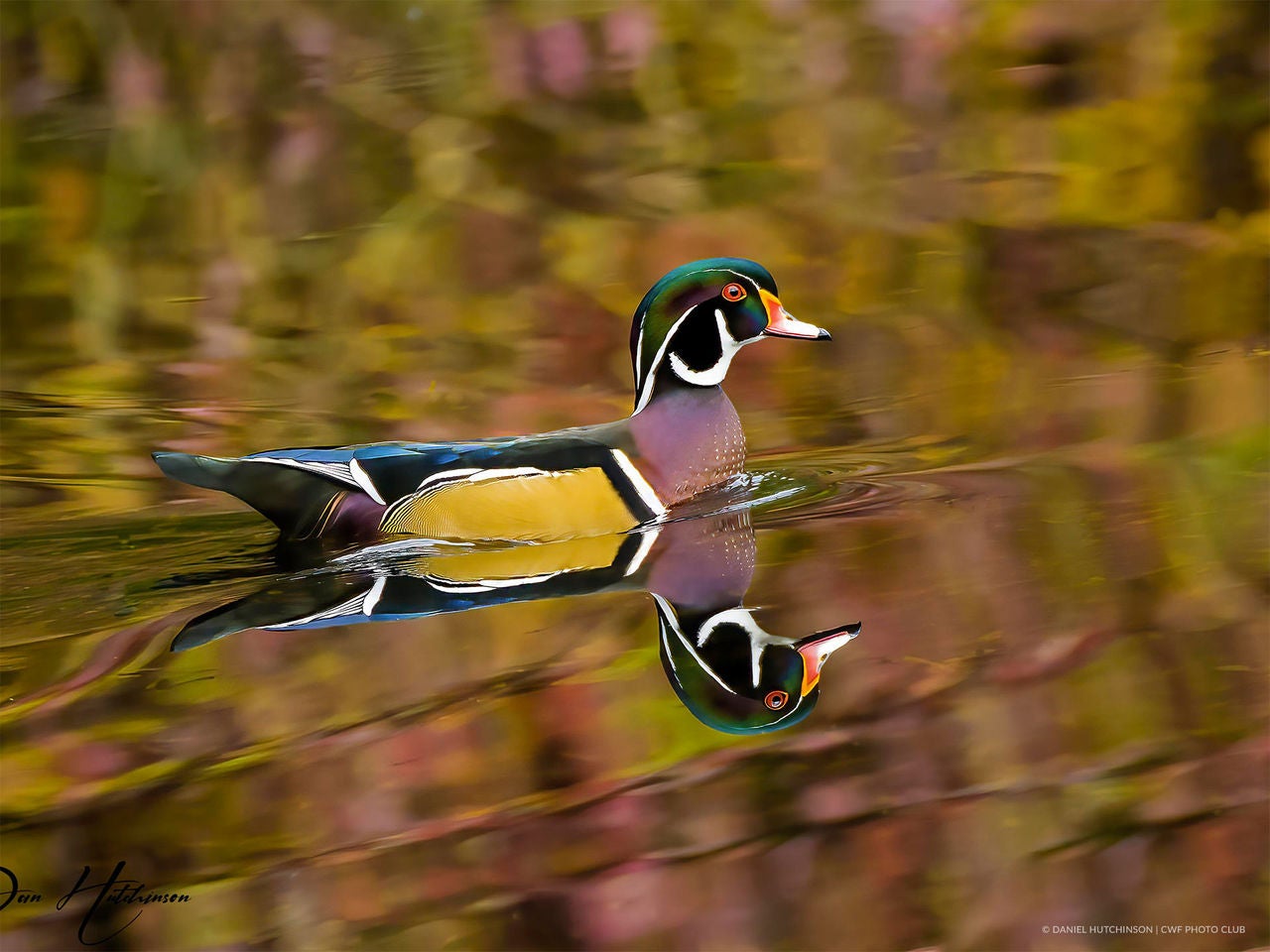 wood duck