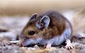 Deer mouse