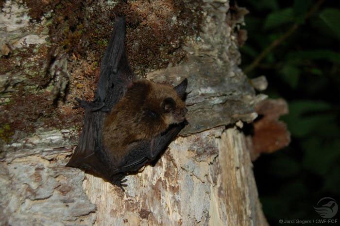 Brown bat on a tree trunk