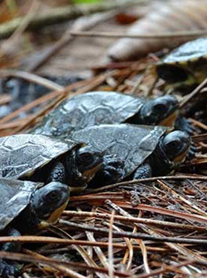 turtle family on branches