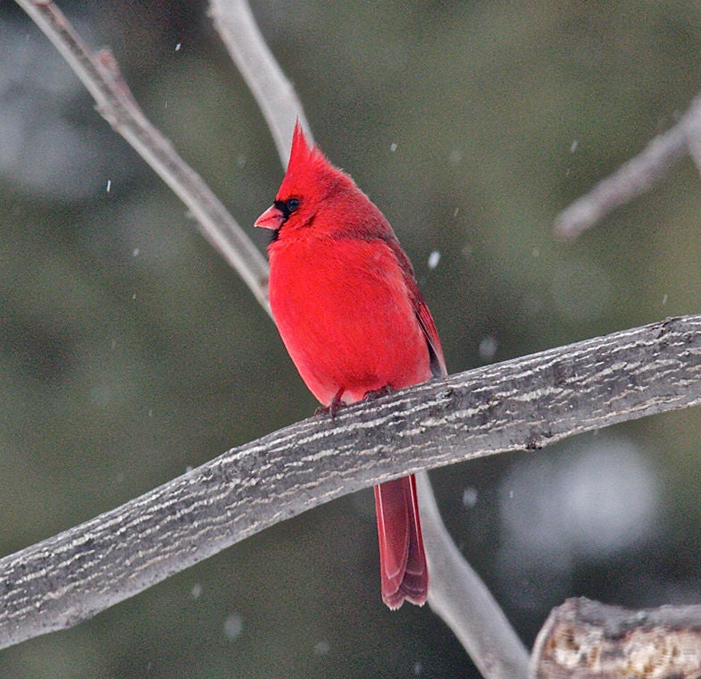 red male cardinal
