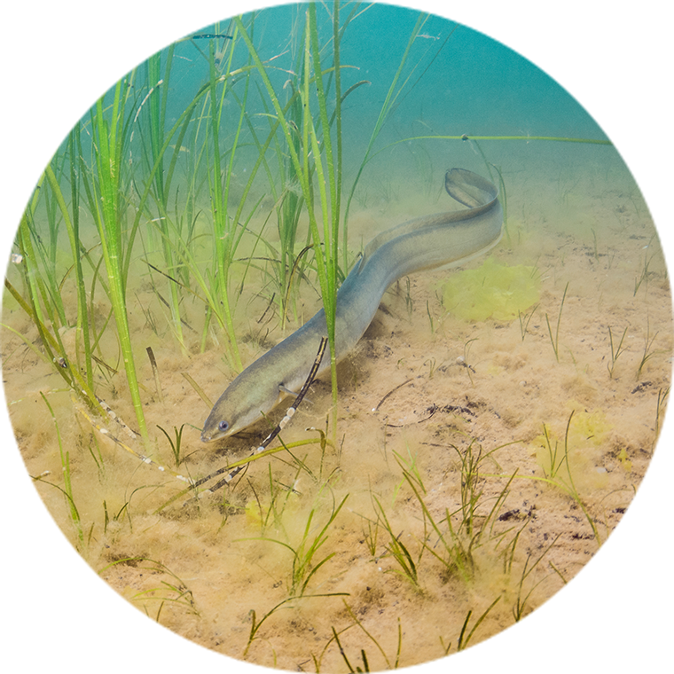 eel underwater