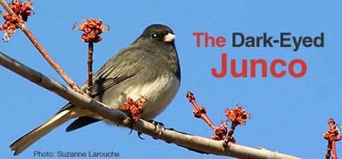 junco 