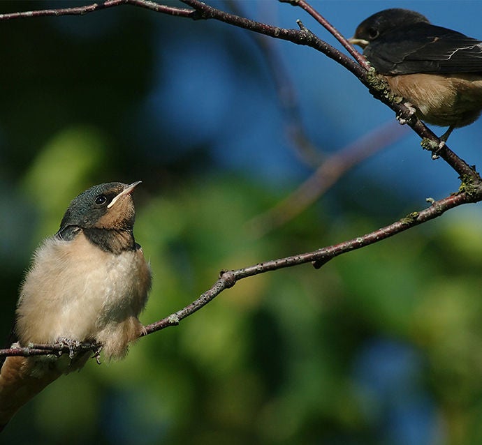 reconnecting canadians