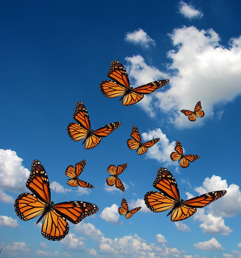 monarch butterfly on yellow flower