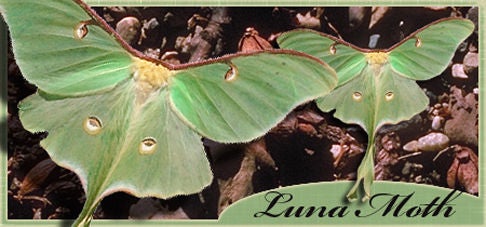 Luna Moth Banner