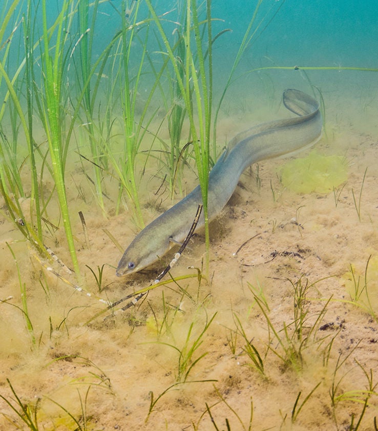 american eel