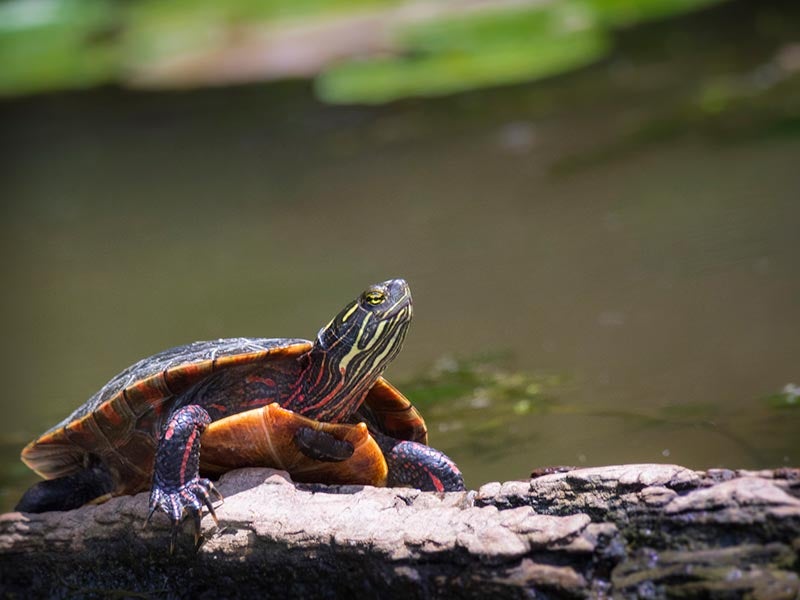 Painted turtle on a log