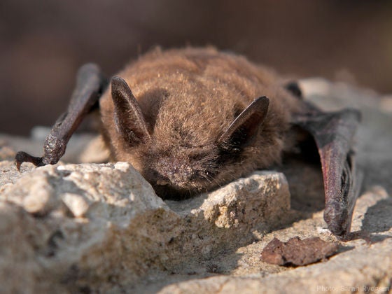 Little brown bat  on a rock